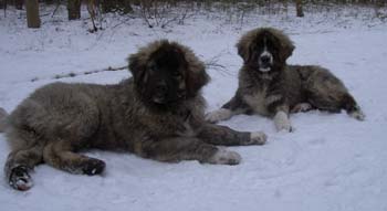 20060309_Burrak_Bulana