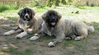 20060504_Bulana_Burrak