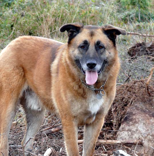 Tussik